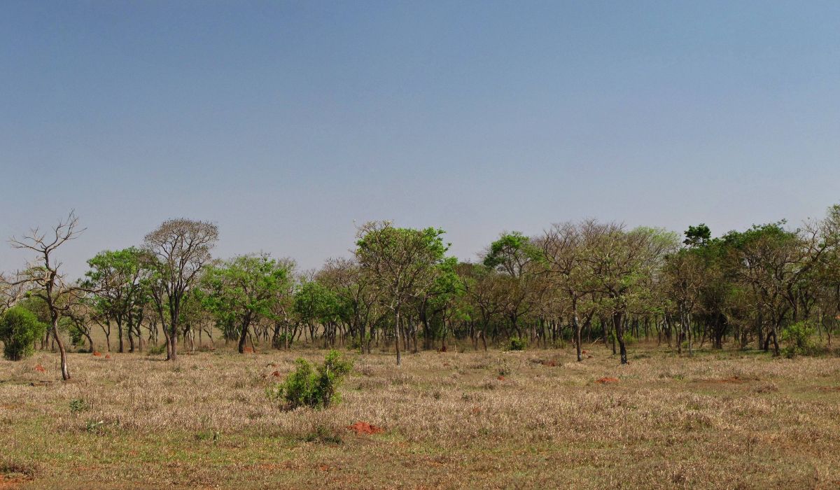 Regularização Ambiental - Imagem: Canva/Reprodução Regularização Ambiental - Imagem: Canva/Reprodução