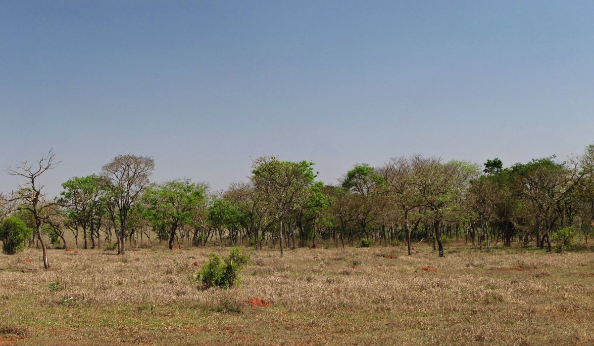 Regularização Ambiental - Imagem: Canva/Reprodução