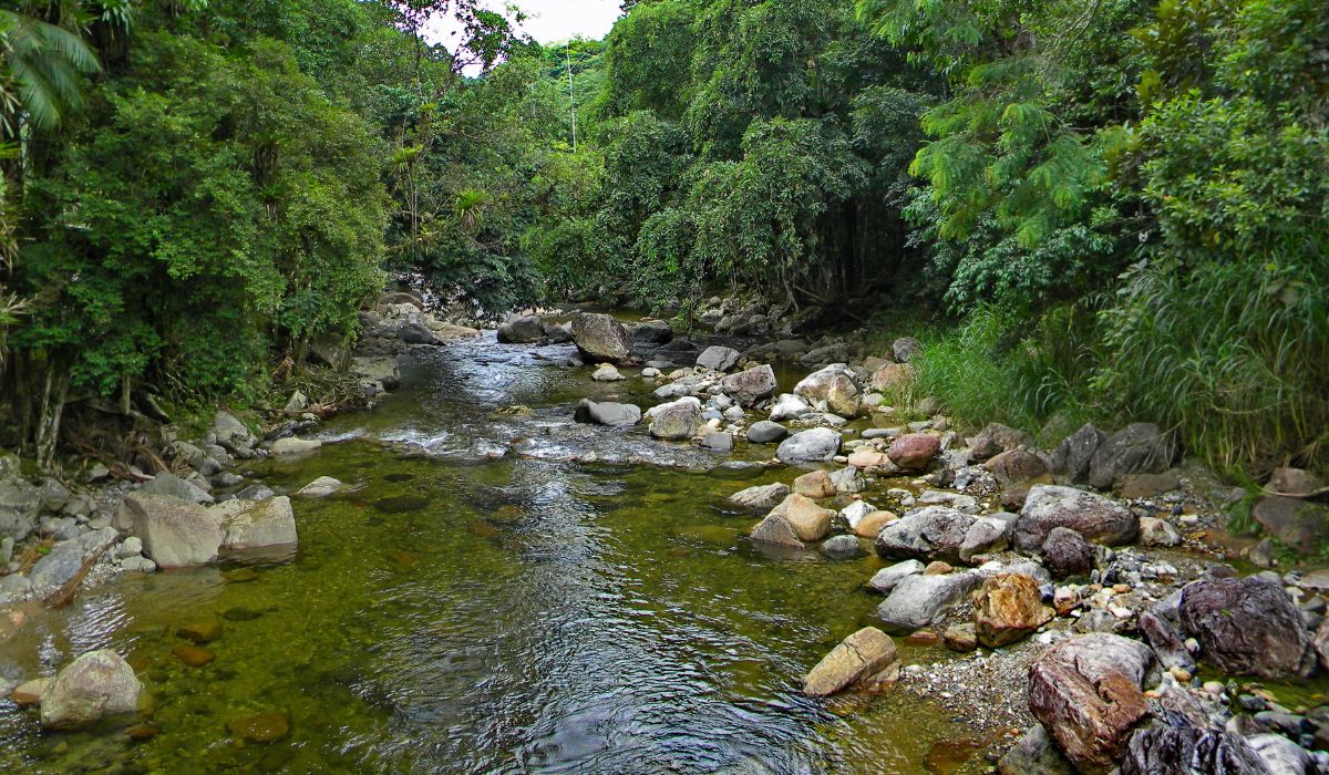 Análises do Cadastro Ambiental Rural — Imagem: Canva/Reprodução Análises do Cadastro Ambiental Rural — Imagem: Canva/Reprodução
