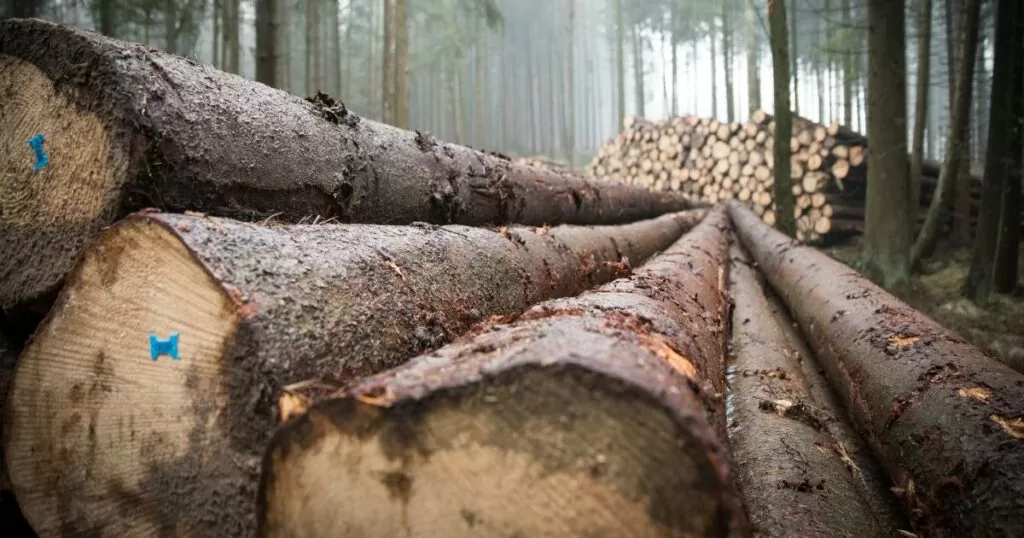 Combater o desmatamento usado Fiscalização Remota, será meta do Governo Federal em 2023. Saiba mais. Saiba mais. Reprodução: canva