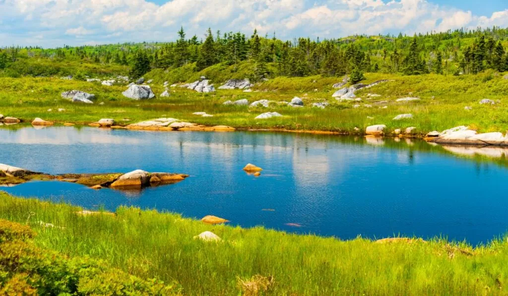 Áreas de Preservação Permanente - Imagem: canva/Reprodução