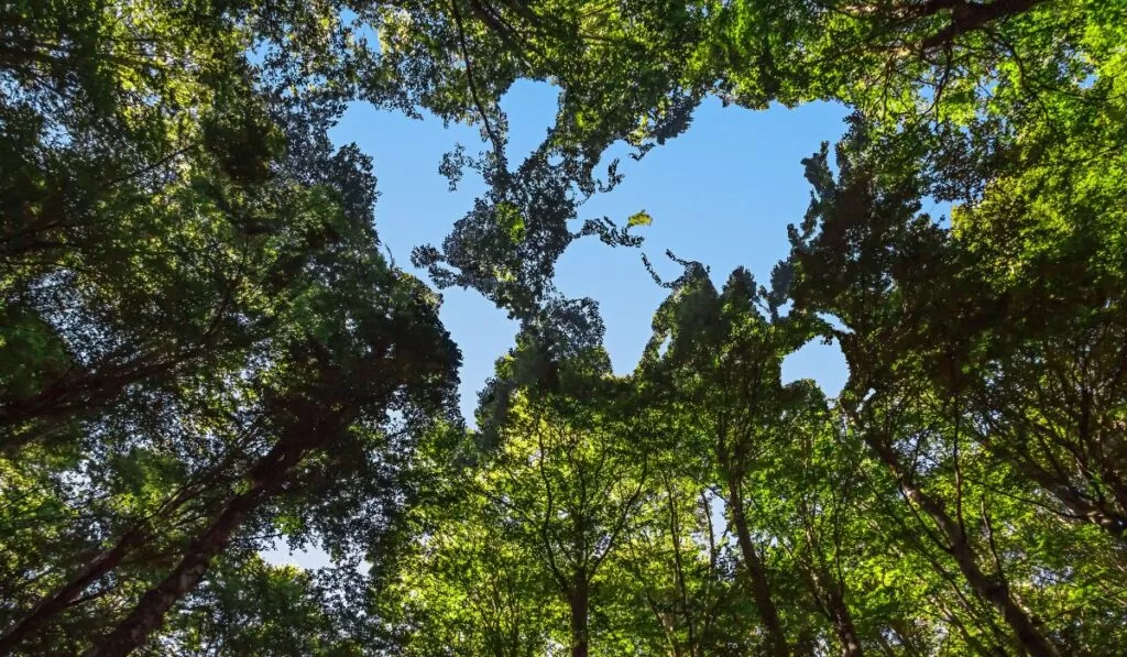Ato Declaratório Ambiental (ADA) — Imagem: Canva/Reprodução