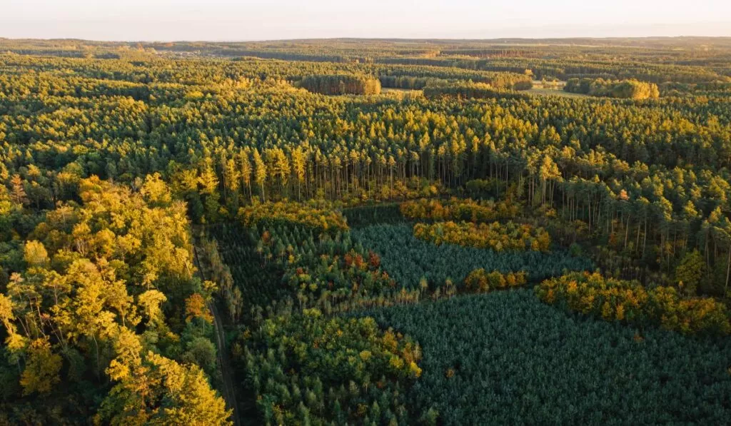 Mapeamento Aéreo para Conservação e Gestão Ambiental — Imagem: Canva/Reprodução
