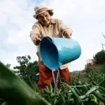 Conectando o Campo à Sustentabilidade: Transformando a Agricultura Rumo a um Futuro Mais Verde